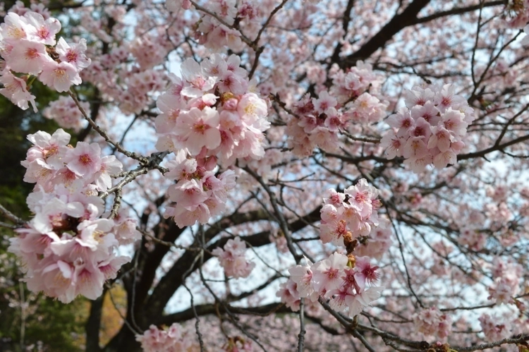 家族でお花見を快適にする4つのコツとおすすめのお花見スポット紹介