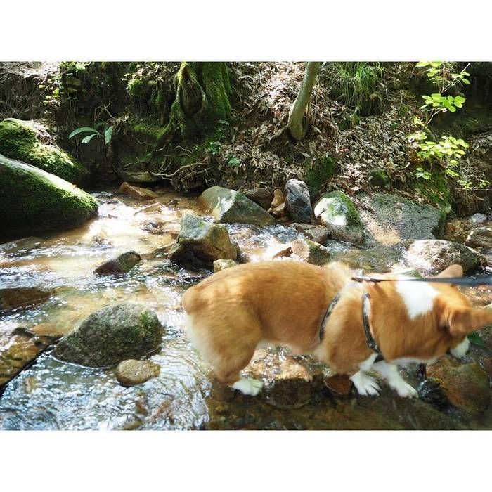 犬が川遊びしている写真