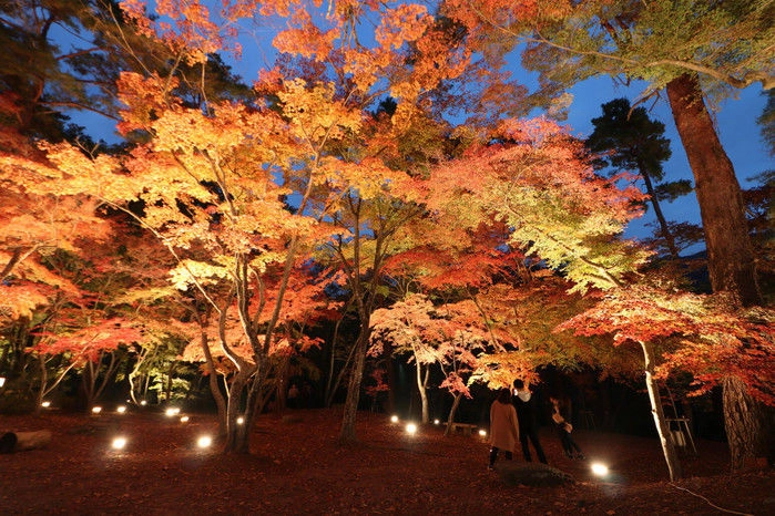 ライトアップされている紅葉の様子