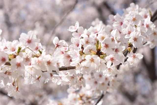 家族でお花見を快適にする4つのコツとおすすめのお花見スポット紹介
