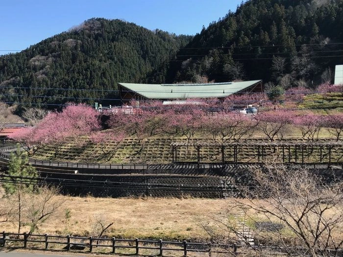 河原の桜