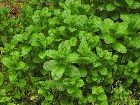 ミントが密集して生えている様子