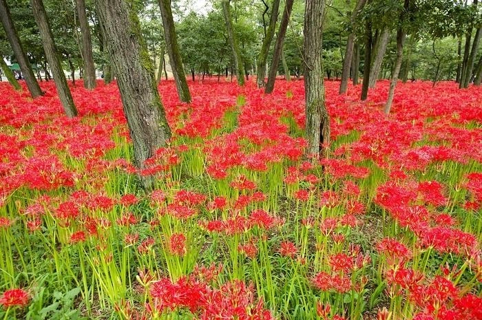 巾着田の曼珠沙華の様子