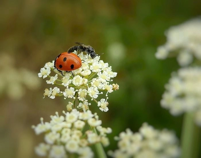 キャンプ中は安全に虫除け 虫除けハーブの種類とおすすめ商品8選 キャンプ アウトドア情報メディアhinata