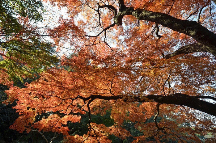 紅葉した秋の木々