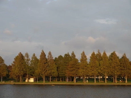 水元公園の池