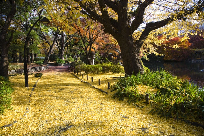 イチョウの葉が落ちている日比谷公園の写真