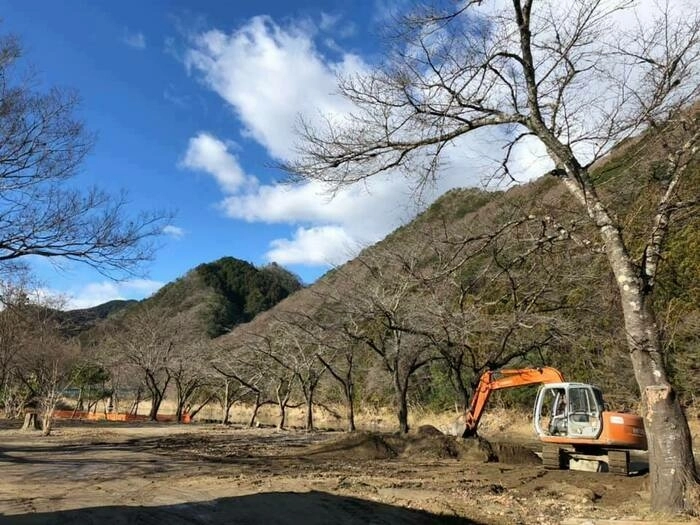 上小川レジャーペンションの見事に残った桜