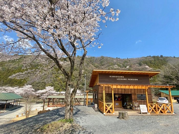 上小川レジャーペンションキャンプ場に咲く桜