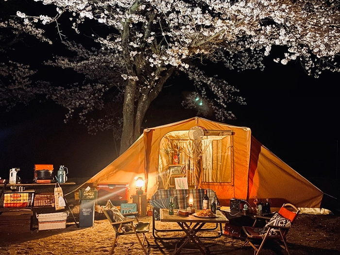 夜桜を楽しむキャンプ
