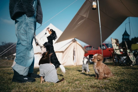 オートキャンプ場の犬