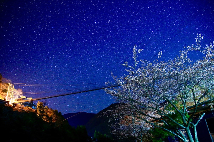 夜空の下のつり橋と桜