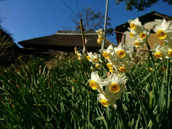 花とかやぶき屋根の家