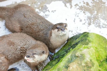 カワウソ