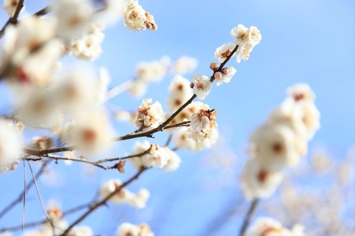 梅百花園で咲く梅の花