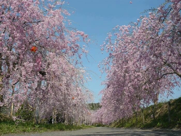 たけべの森公園の桜