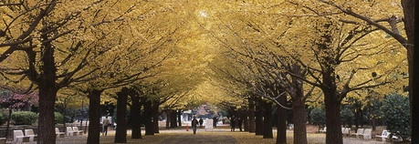 都立光が丘公園