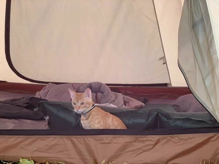 愛猫と一緒にキャンプに出かけよう みんなの猫キャンプデビューエピソード 猫キャン キャンプ アウトドア情報メディアhinata
