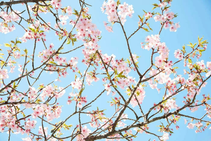 さくら