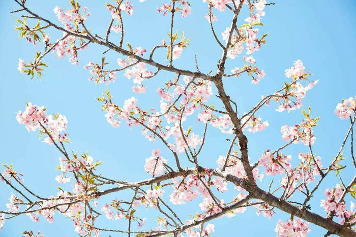 桜
