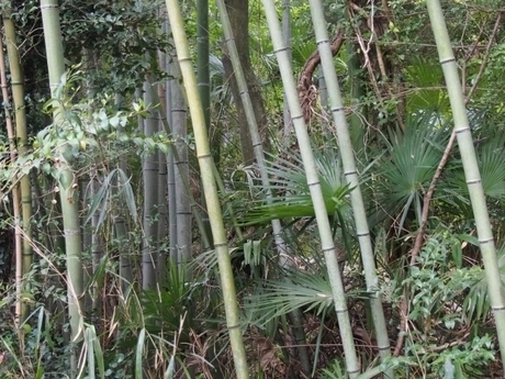 竹林