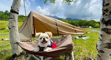 犬連れキャンパーに聞いたデビューのコツ 愛犬と自然の時間を共有できるギア キャンプ場を大公開 キャンプ アウトドア情報メディアhinata