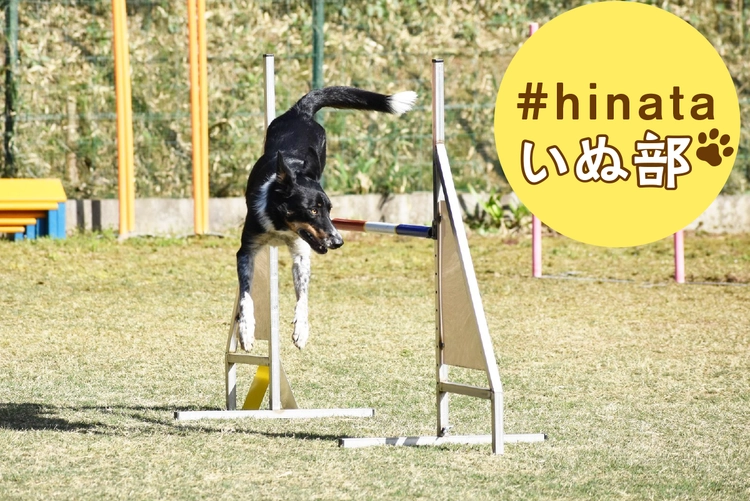 愛犬との障害物競争「ドッグアジリティ」でそと遊び！【ドッグスポーツ