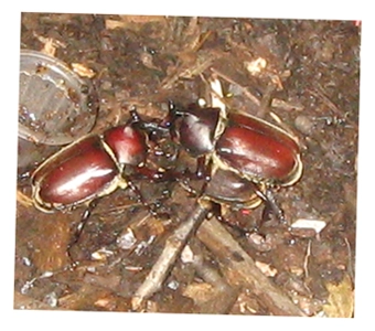 木にとまる2匹のカブトムシ