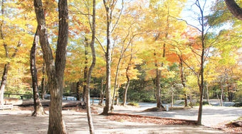 メープル那須高原キャンプグランドの紅葉した木々