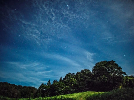 満天の星空と木々