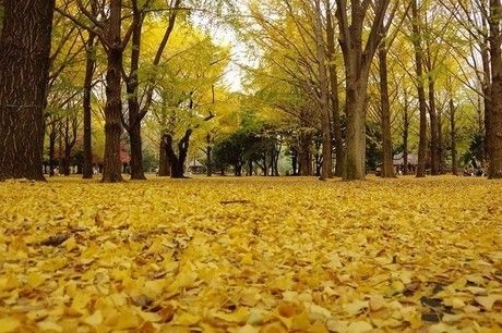 紅葉したイチョウの絨毯