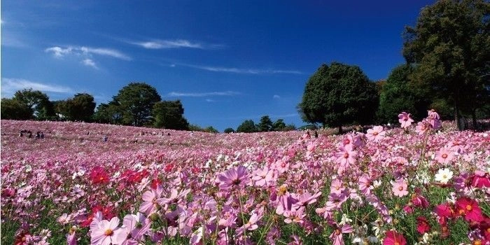 一面に広がるコスモス畑
