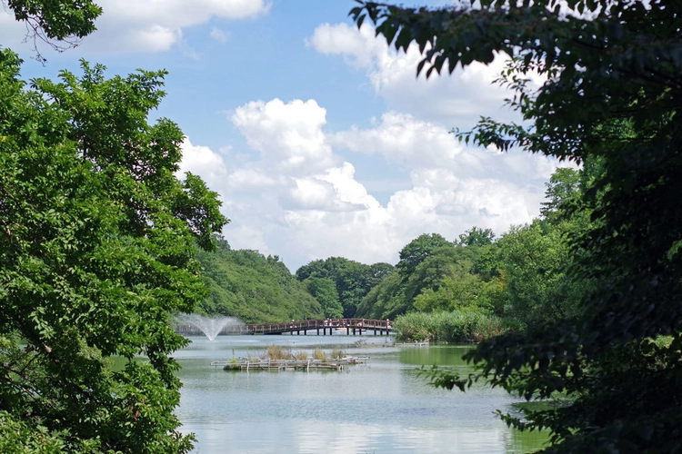 井の頭公園の池
