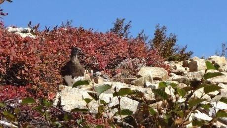 山の上で発見したライチョウ
