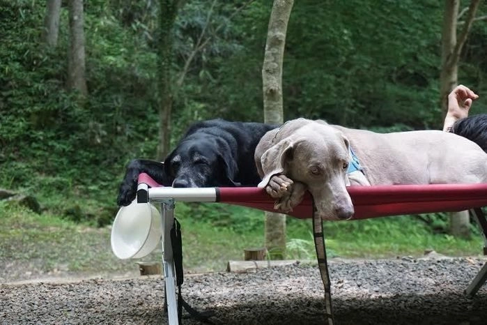 コットの上で寝る犬