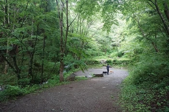 大自然の中で犬と戯れる男性