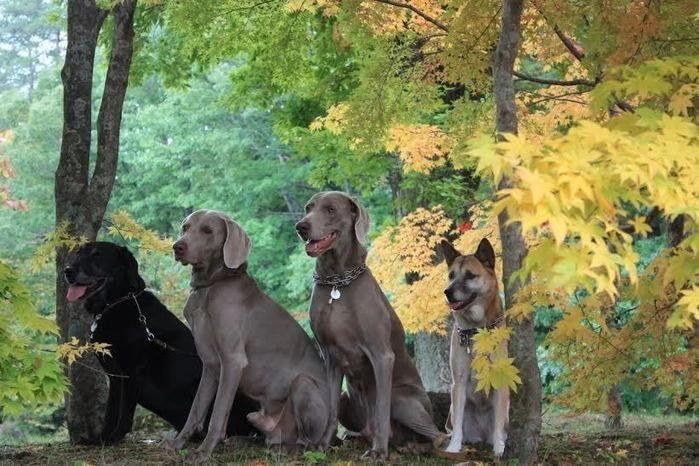 道志の森キャンプ場の森と犬