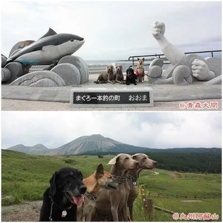 犬とのお出かけの写真