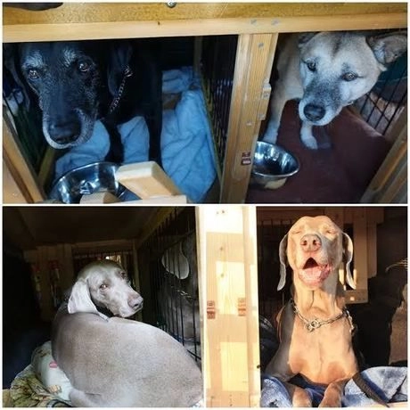 車内の犬の様子