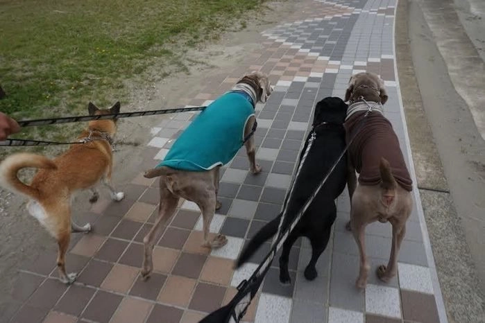 キャンプに参加する犬