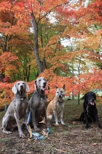 紅葉と犬