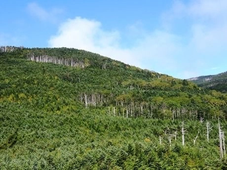 縞枯山の木々