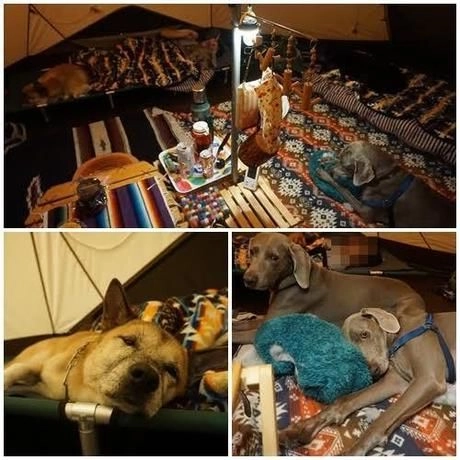 テントの中に敷き詰められたブランケットやクッションでくつろぐ犬たち