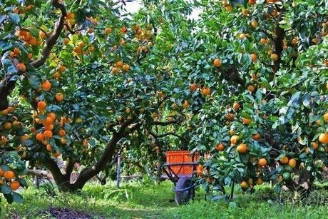 千葉県南房総市、みかん農園「三平まさのぶ農園」のみかん
