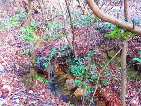 小さな湿原