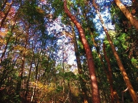 背の高い木々から漏れる木漏れ日
