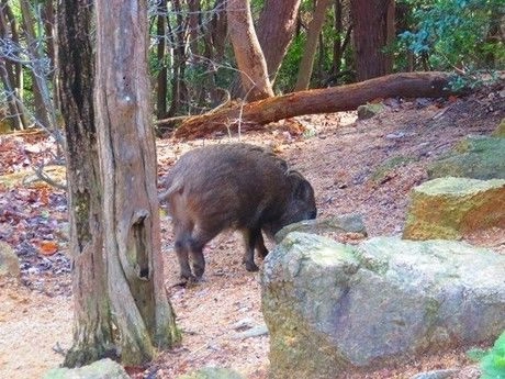 山の中を走るイノシシ
