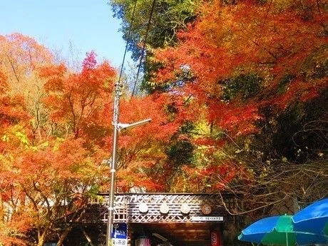 高座の滝の紅葉