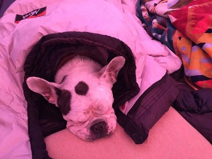 テント内で眠る犬