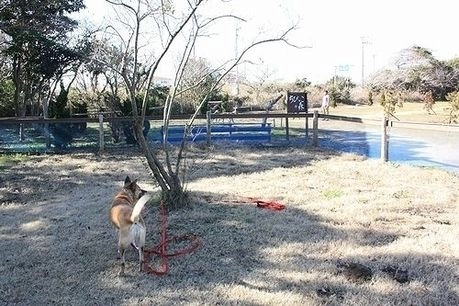 九十九里浜シーサイドキャンプ場のドッグランと犬
